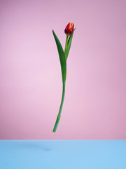 Isolated tulips on a pink background