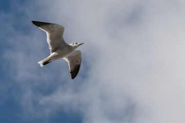 Flying Bird