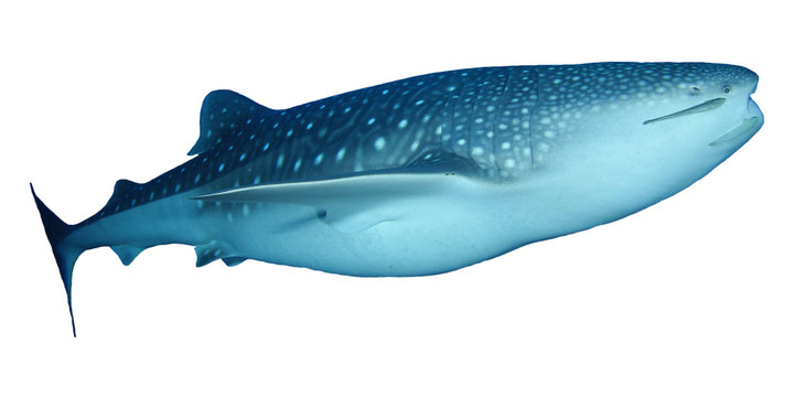 Whale Shark isolated on white background 