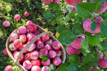 Harvest of the apples in early morning in the garden, apples in the basket, apples on the dewy grass, agriculture and food concept