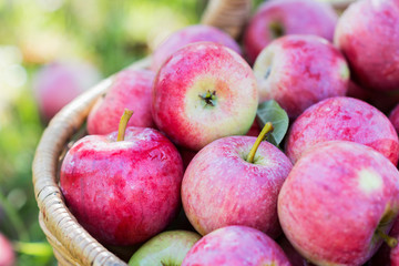 Harvest of the apples in early morning in the garden, apples in the basket, apples on the dewy grass, agriculture and food concept