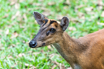 Wild animal female Deer in nature the national park forest Thailand