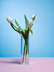 White tulips on a blue background.