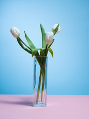 White tulips on a blue background.