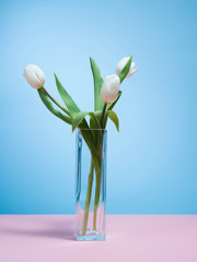 Fototapeta na wymiar White tulips on a blue background.