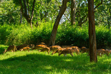 Fototapeta na wymiar Herd Of Spotted Deer In The Green Wild Forest