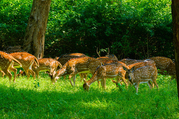 Herd Of Spotted Deer In The Green Wild Forest