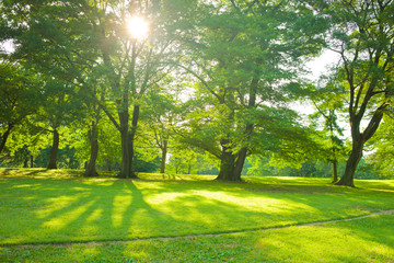 sunshine garden in the morning