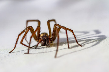 Housespider