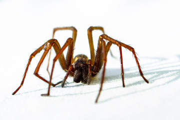 Housespider