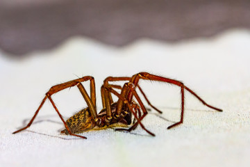 Housespider