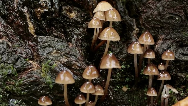 Clustered oak-stump bonnet Mushrooms (Mycena inclinata) on a rainy day