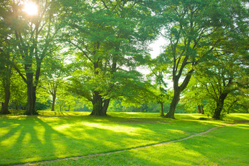 sunshine garden in the morning