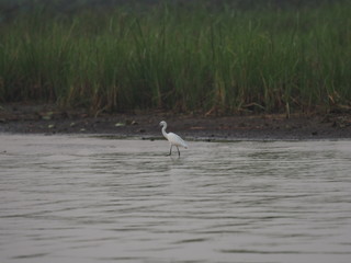 Bird Little Egret in lagoon animal nature