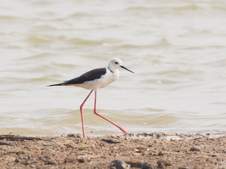 Black winged Stilt Bird Long black pointed mouth Very long legs red and pink The back and wings are dark black
