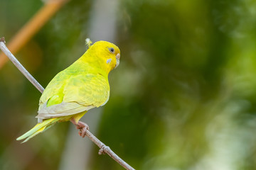 Yellow shell parakeet perching on a perch