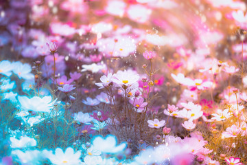 dramatic flower background