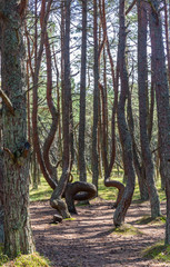 Fototapeta na wymiar A walk in the pine dancing forest on the Curonian Spit, Russia