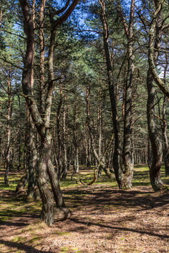 A walk in the pine dancing forest on the Curonian Spit, Russia © Alex