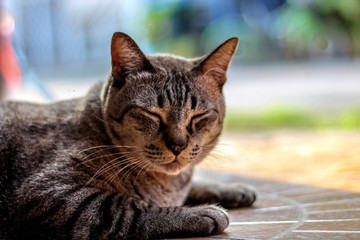 Cute cats are sleepy