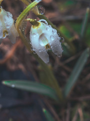 Spring Snowdrop Flowers with Water Drops in Spring garden, macro