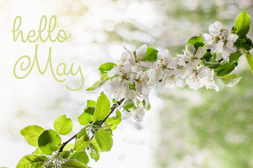 Fototapeta premium Hello May lettering card. Spring background with flowers.