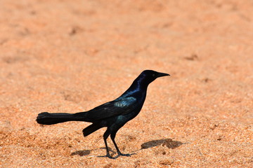 Beach bird