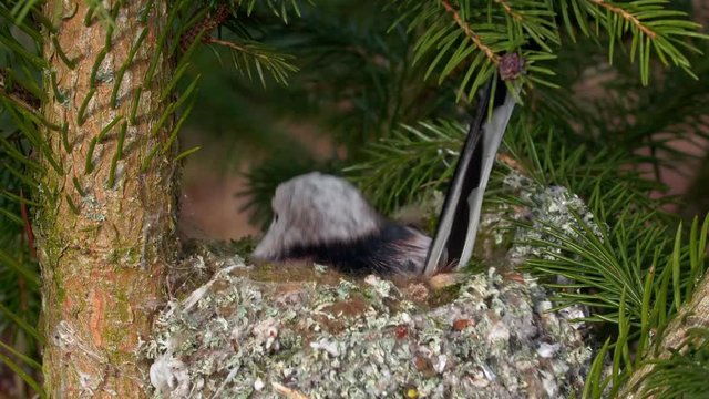 Long-tailed tit (Aegithalos caudatus) building nest