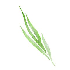 Green leaf. Leaf plant botanical garden floral foliage. Watercolor background set. Isolated leaves illustration element.