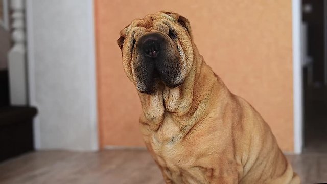 Shar Pei in the video turns his head. close-up, high quality short video . red pet in the room