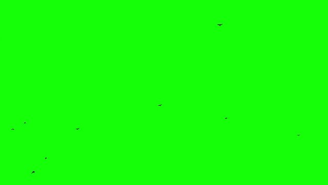 Flight of a black raven crow on a green background Chromakey Loop Seamless