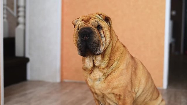 Shar Pei in the video turns his head. close-up, high quality short video . red pet in the room