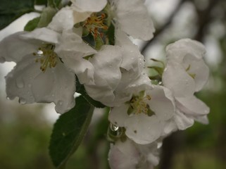 white flowers in garden