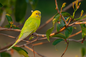 Yellow shell parakeet perching on a perch