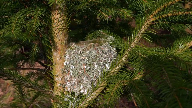 Long-tailed tit (Aegithalos caudatus) building nest