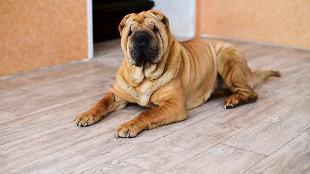 Shar Pei in the video turns his head. close-up, high quality short video . red pet in the room
