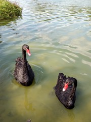 beautiful couple of black swan in the lake, parque do ibirapuera -sao paulo brazil