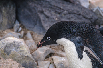 Naklejka premium Adelie Penguins on Paulet Island