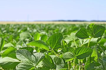 Green soybean field landscape