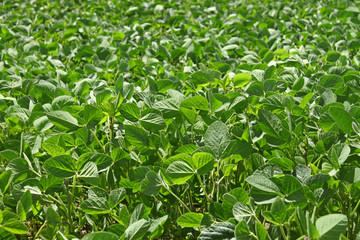Green soybean field
