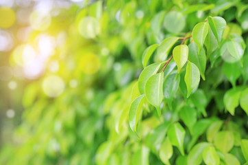 Fresh green tree leaf on blurred background in the summer garden with rays of sunlight. Close-up nature leaves in field for use in web design or wallpaper.