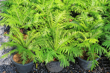 Young ferns in pot for garden decoration.