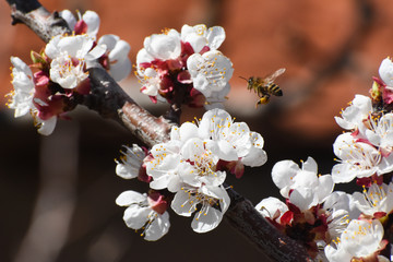 European honey bee( Apis mellifera) pollination apricot tree flower. Spring background, honey flying over an apricot tree in full blossom