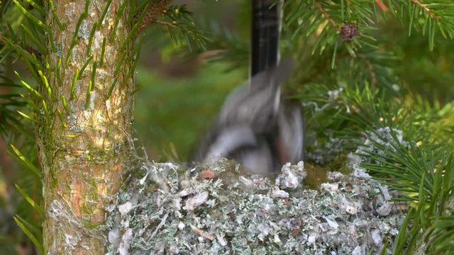 Long-tailed tit (Aegithalos caudatus) building nest