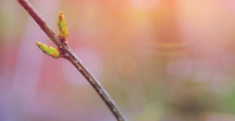 First spring gentle leaves, buds and branches macro on dark background Selective focus. Shallow depth of field. Toned landscape image. Composition of nature, spring concept