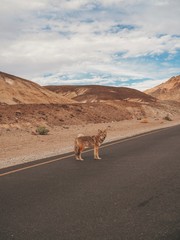 A coyote walks through the Valley of death