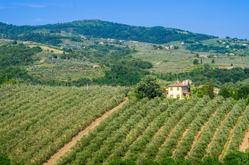 Fototapeta na wymiar Tuscan countryside with vineyards, olive trees, woods, farms and town