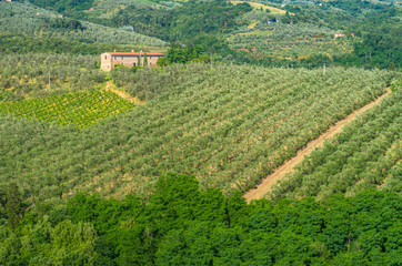 Fototapeta na wymiar Tuscan countryside with vineyards, olive trees, woods, farms and town