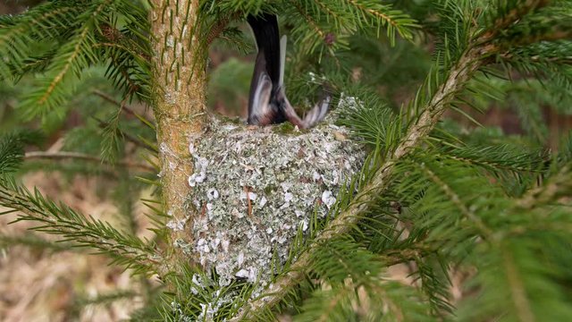 Long-tailed tit (Aegithalos caudatus) building nest