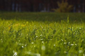 Close up of fresh thick grass with water drops in the early morning